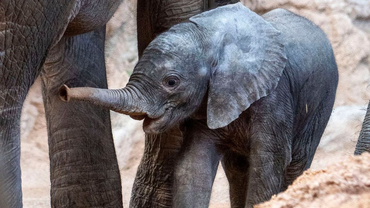 La cría de elefante africano