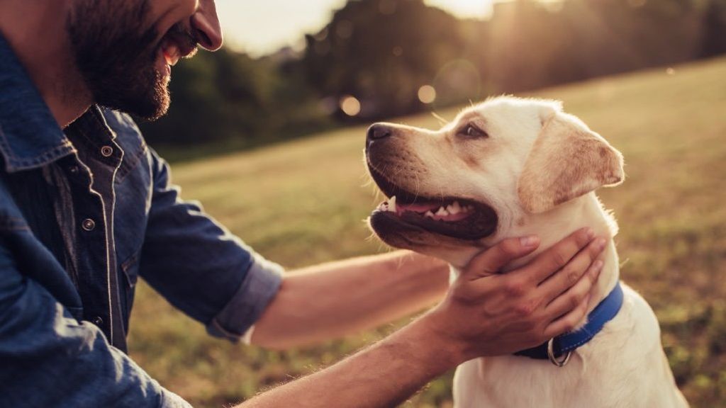 Recogedores de heces para perros