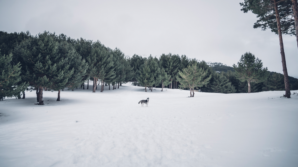 Nieve en el hemisferio norte