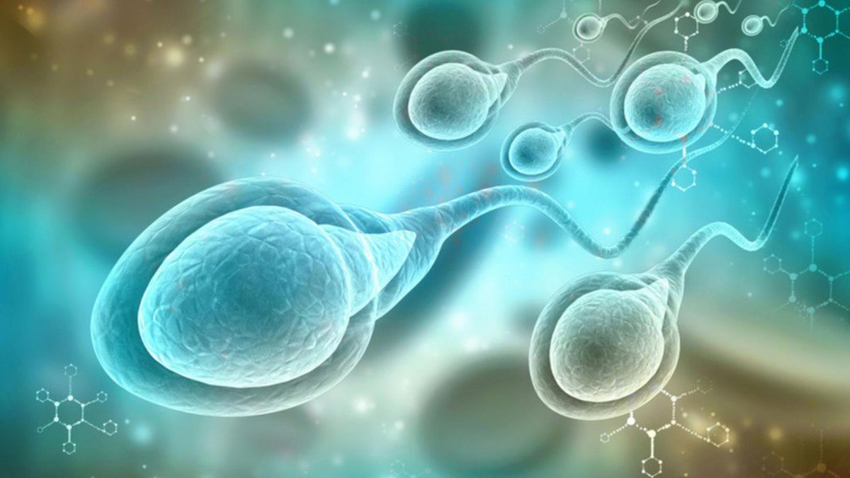 Archivo - Existen varias técnicas de selección para realizar una fecundación in vitro con éxito Archivo - Existen varias técnicas de selección para realizar una fecundación in vitro con éxito