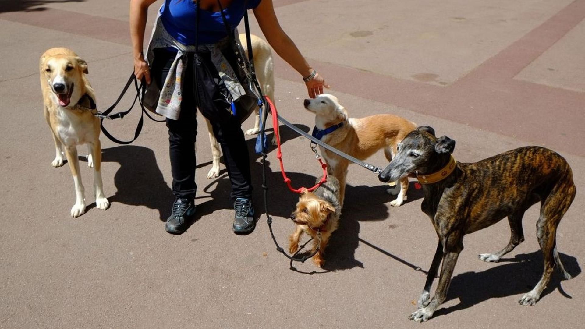 nitrógeno saber Preservativo Lugares donde pasear con el perro suelto en Barcelona - NIUS