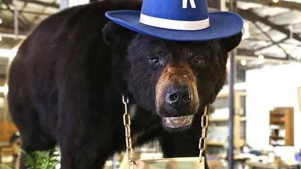 El oso real que inspiró la película 'Cocaine Bear'