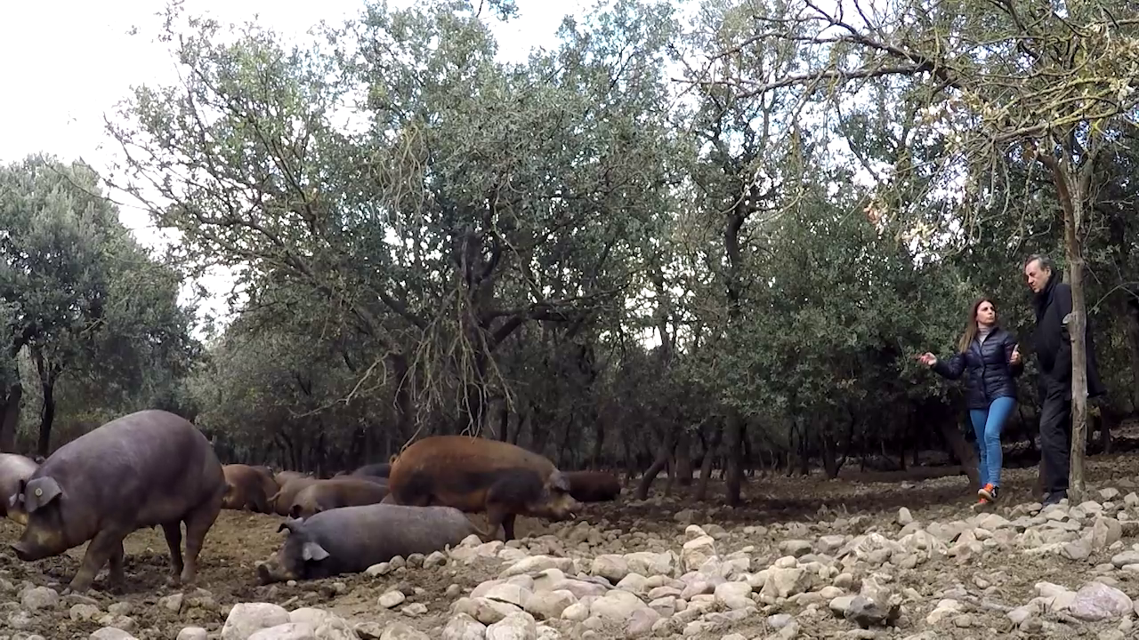 José Ribaborda en la Granja ecológica del cerdo de Duroc en el Valle de Ocón de La Rioja