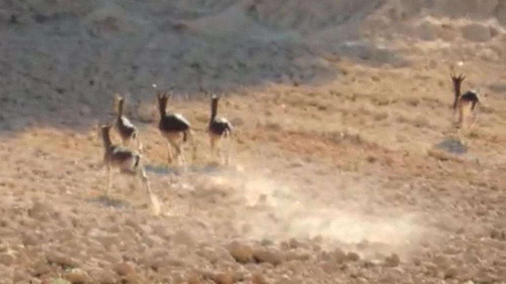 Ciervos y jabalíes arrasan cultivos en pueblos afectados por el incendio de Venta del Moro