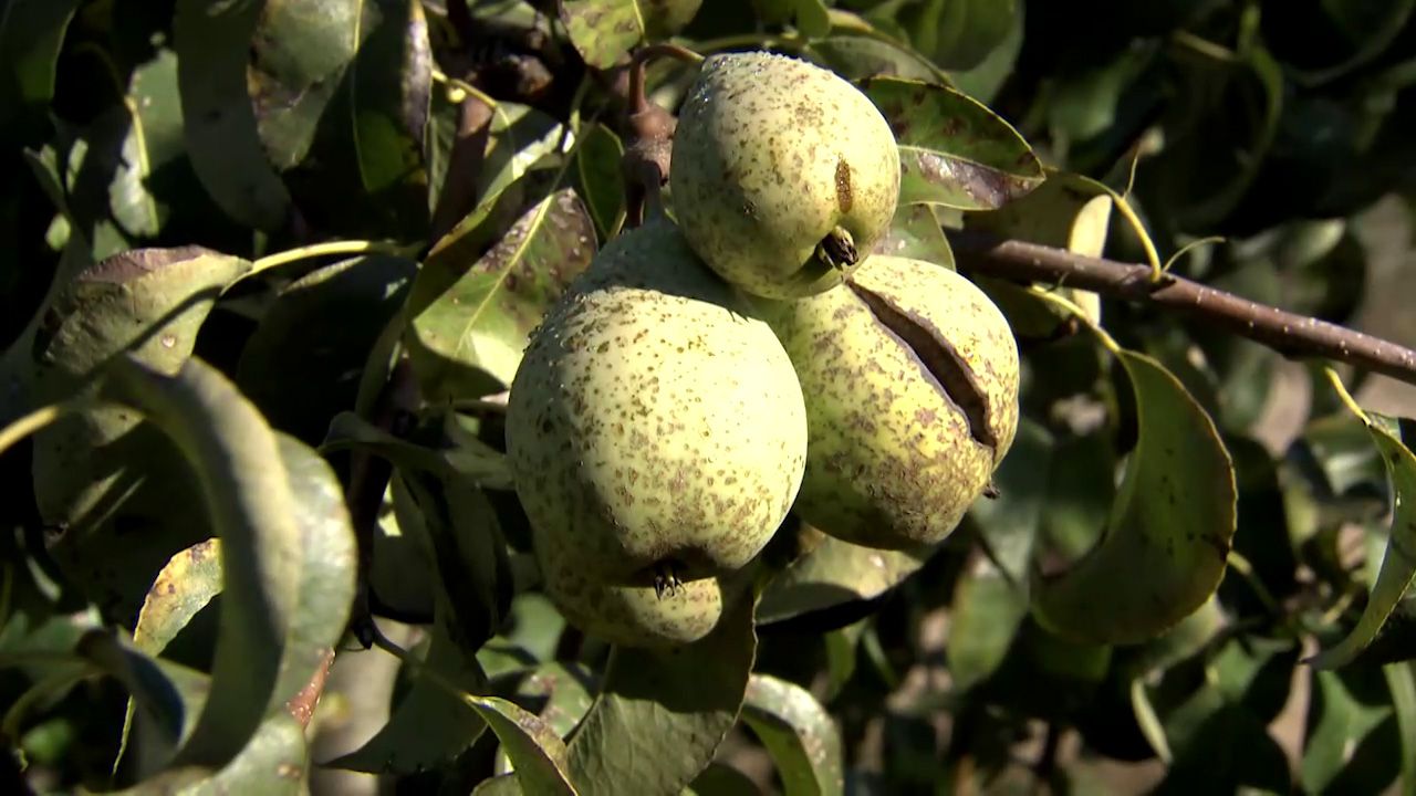 Peras de El Rincón de Soto en La Rioja