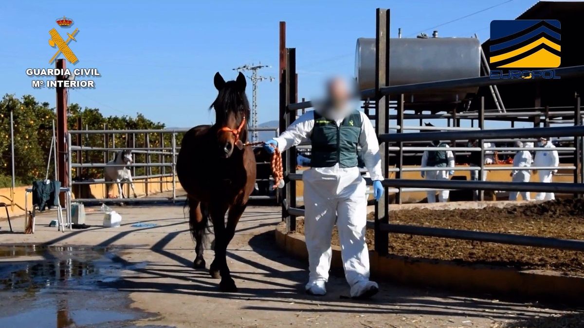 Uno de los caballos intervenidos Uno de los caballos intervenidos