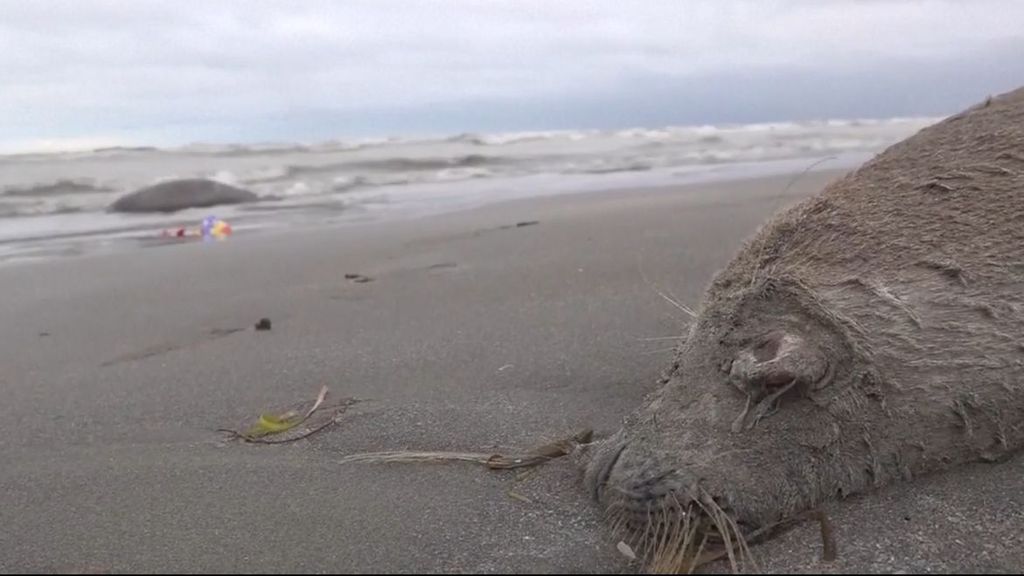 Hallan 2.500 focas muertas en el mar Caspio: investigan la causa de las muertes