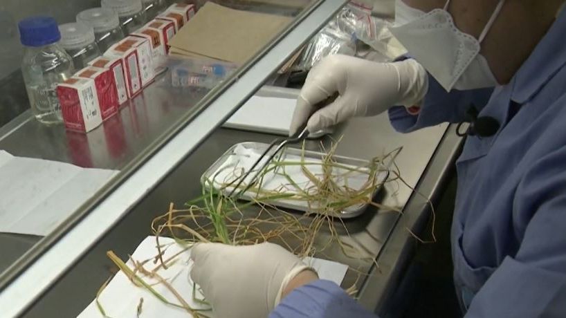 Así crece el arroz cuando se cultiva en el espacio