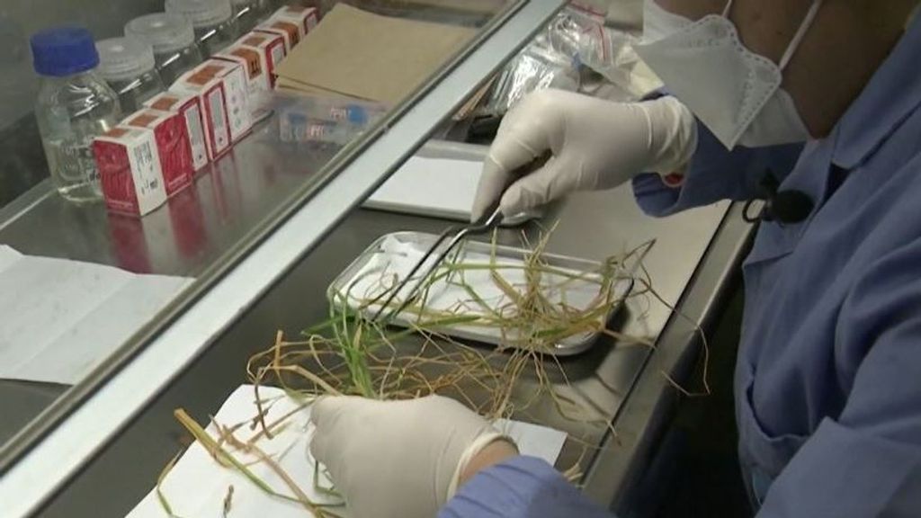 Así crece el arroz cuando se cultiva en el espacio