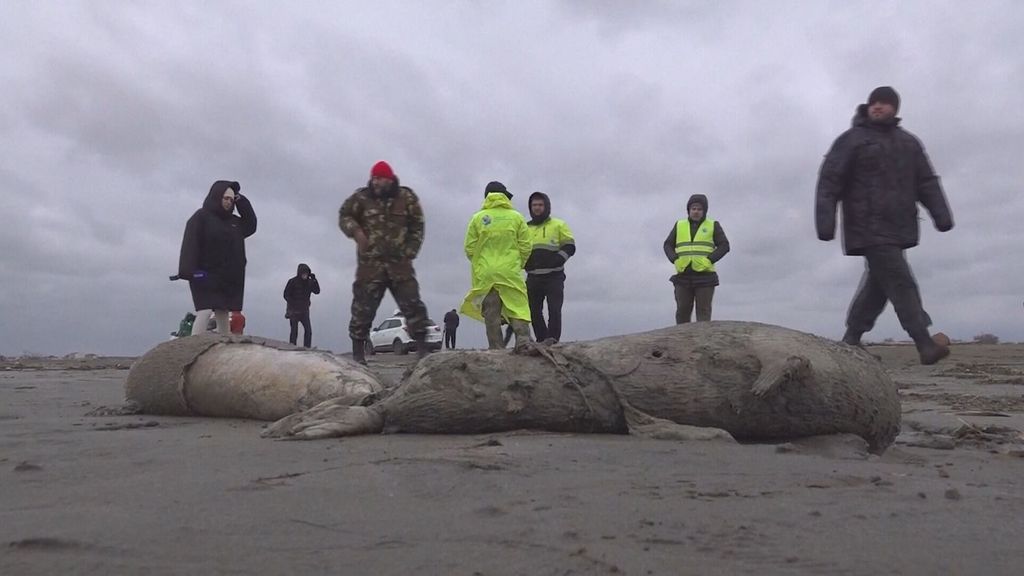 Encuentran a 2.500 focas muertas en la costa rusa del mar Caspio: investigan qué ha ocurrido