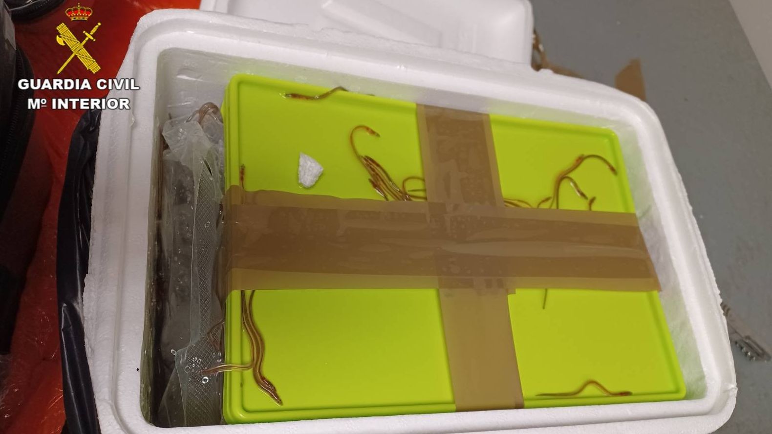 A passenger arrested for smuggling dwell eels on the Madrid airport