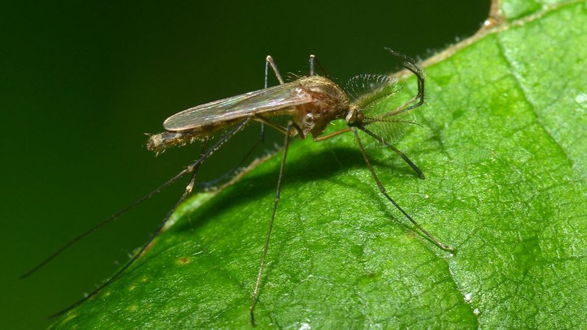Mosquito común (culex pipiens)