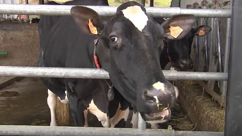 Una vaca cántabra la mejor en el Campeonato de Europa de Cremona