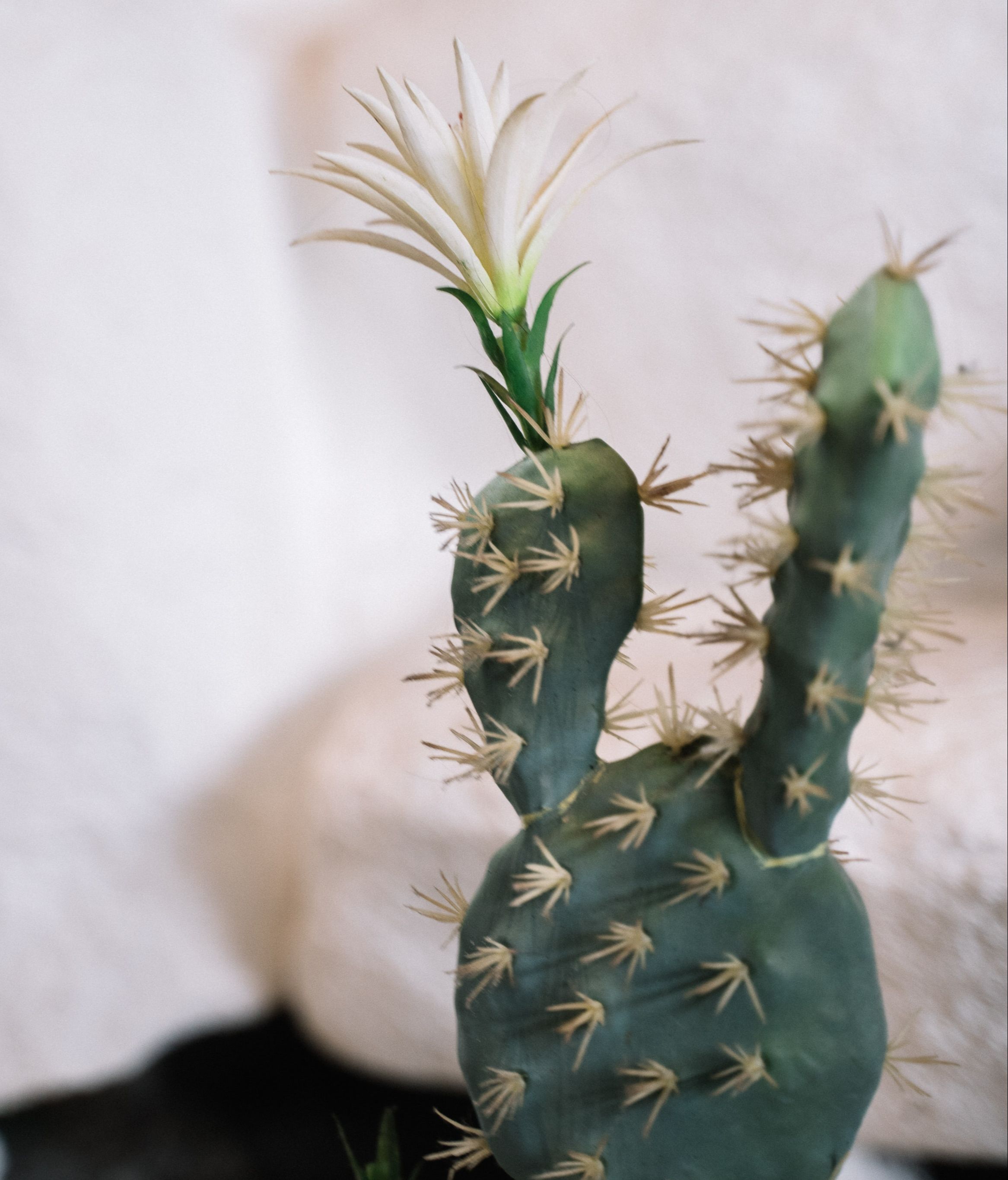 Cactus de Navidad. FUENTE: Pexels
