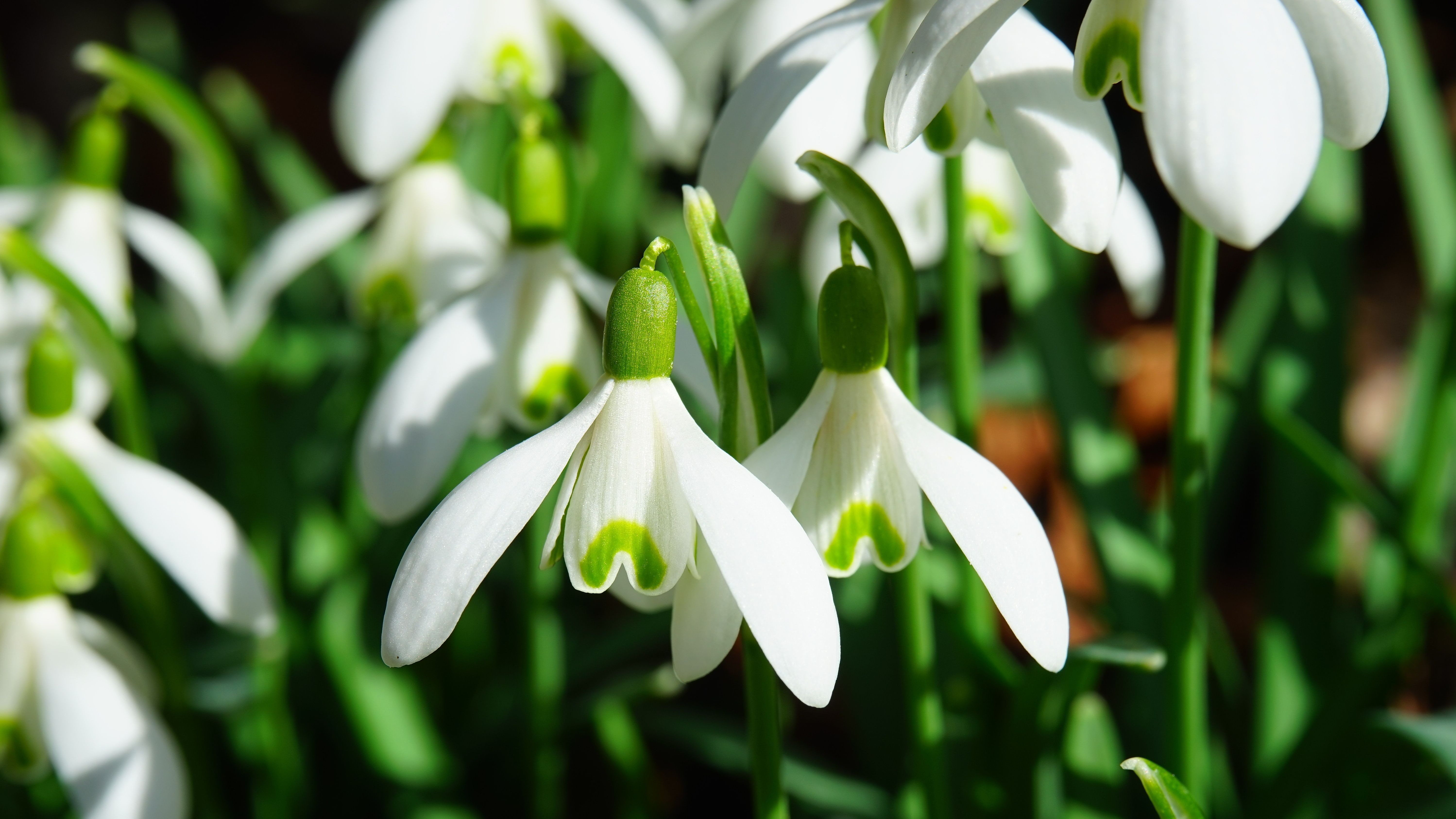 Campanilla de invierno. FUENTE: Pexels