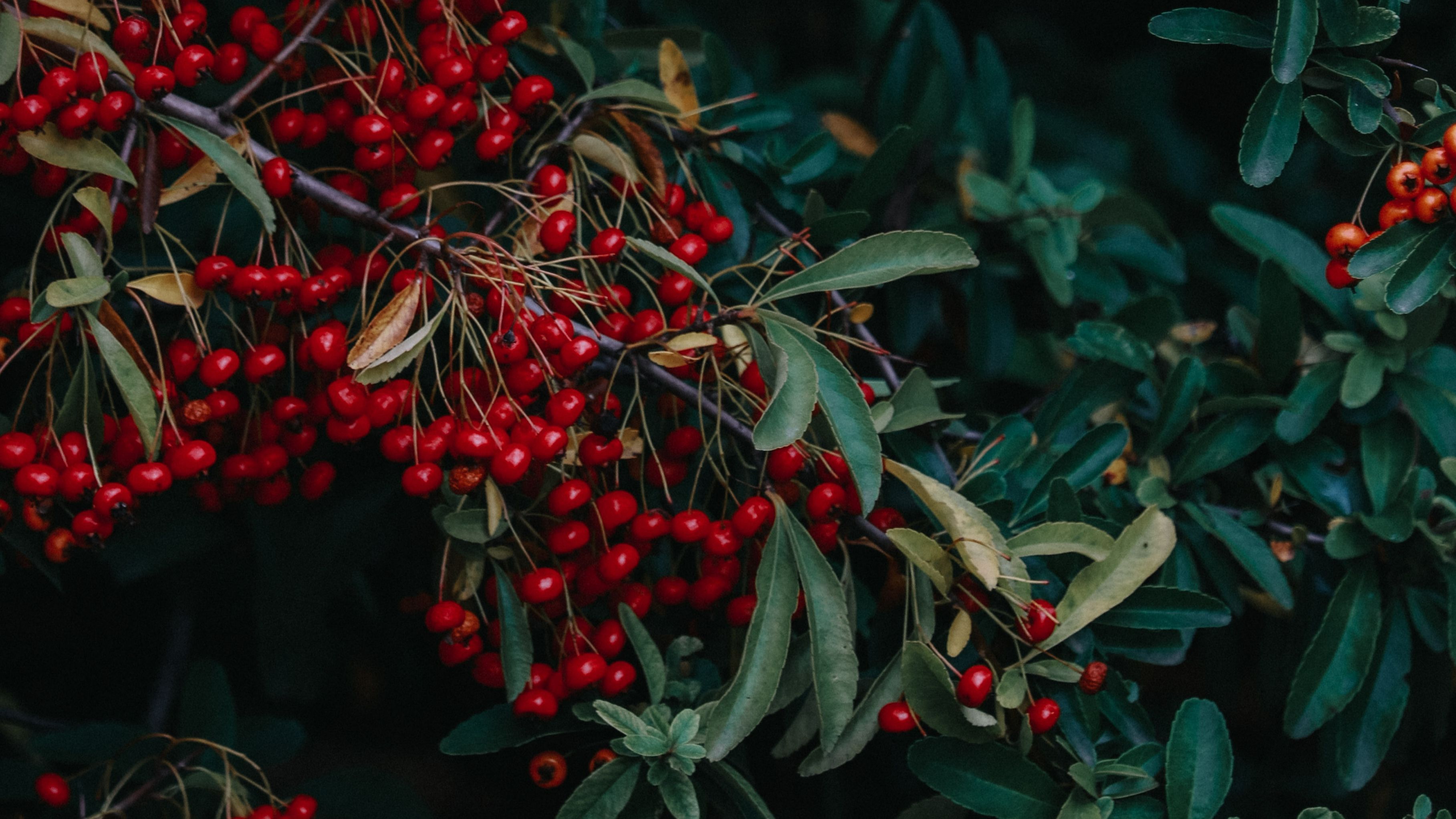 Espino de fuego. FUENTE: Pexels