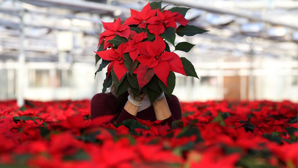 La Flor de Pascua no puede faltar en Navidad