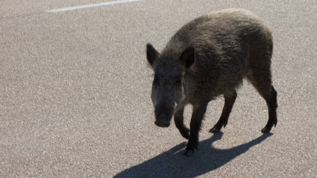 Un jabalí ataca a una mujer de 79 años en la zona urbana de Arenas de Iguña, Cantabria