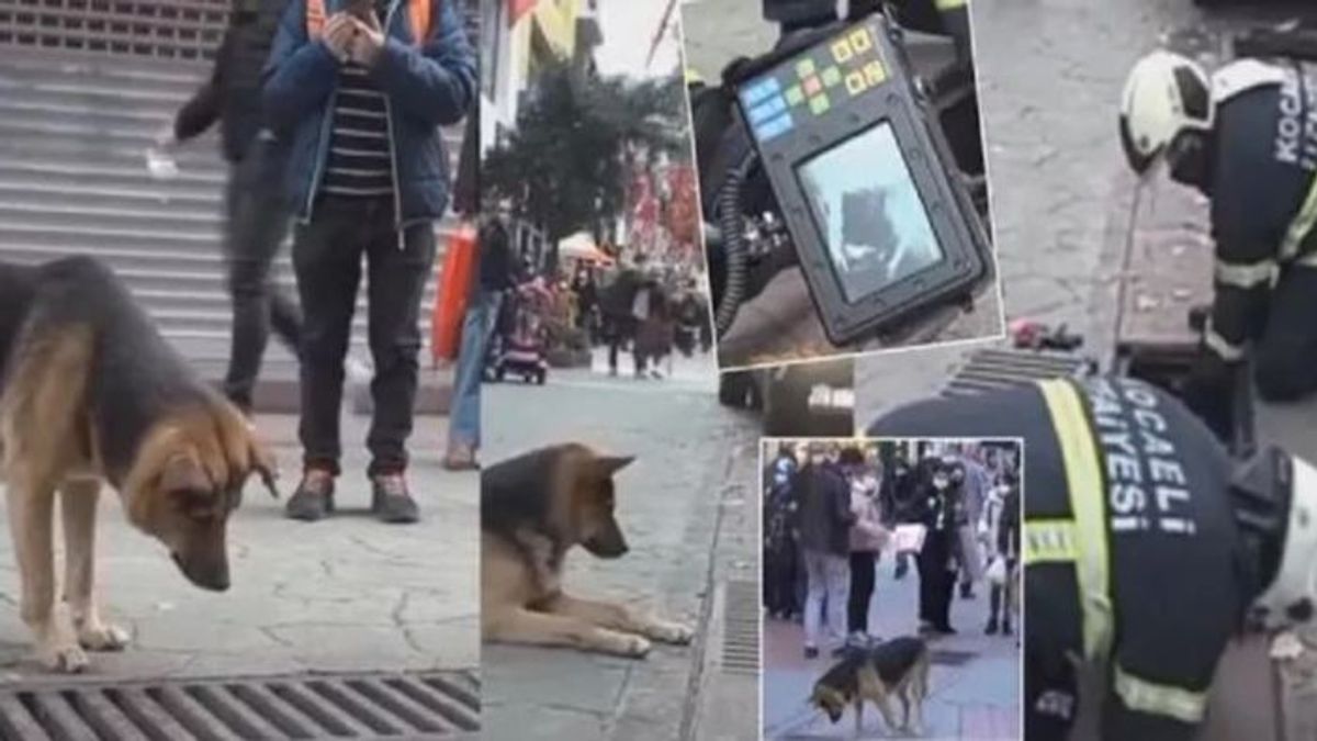 Un perro se hace viral por su extraña actitud en una calle de Izmit, Turquía