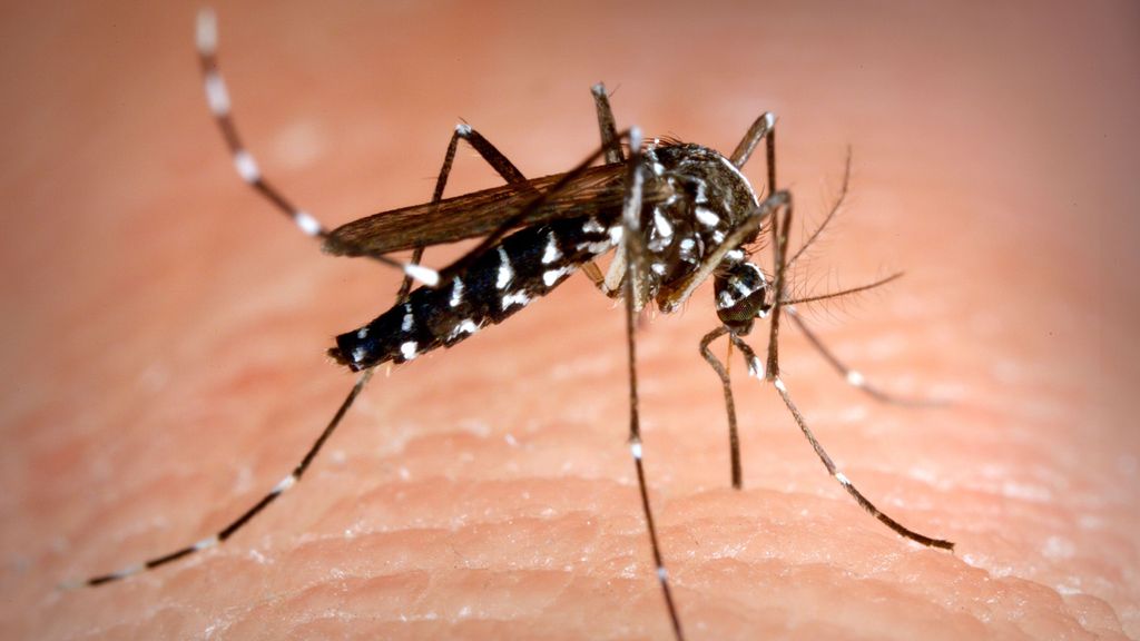 Aedes albopictus mosquito also known as the asian tiger mosquito