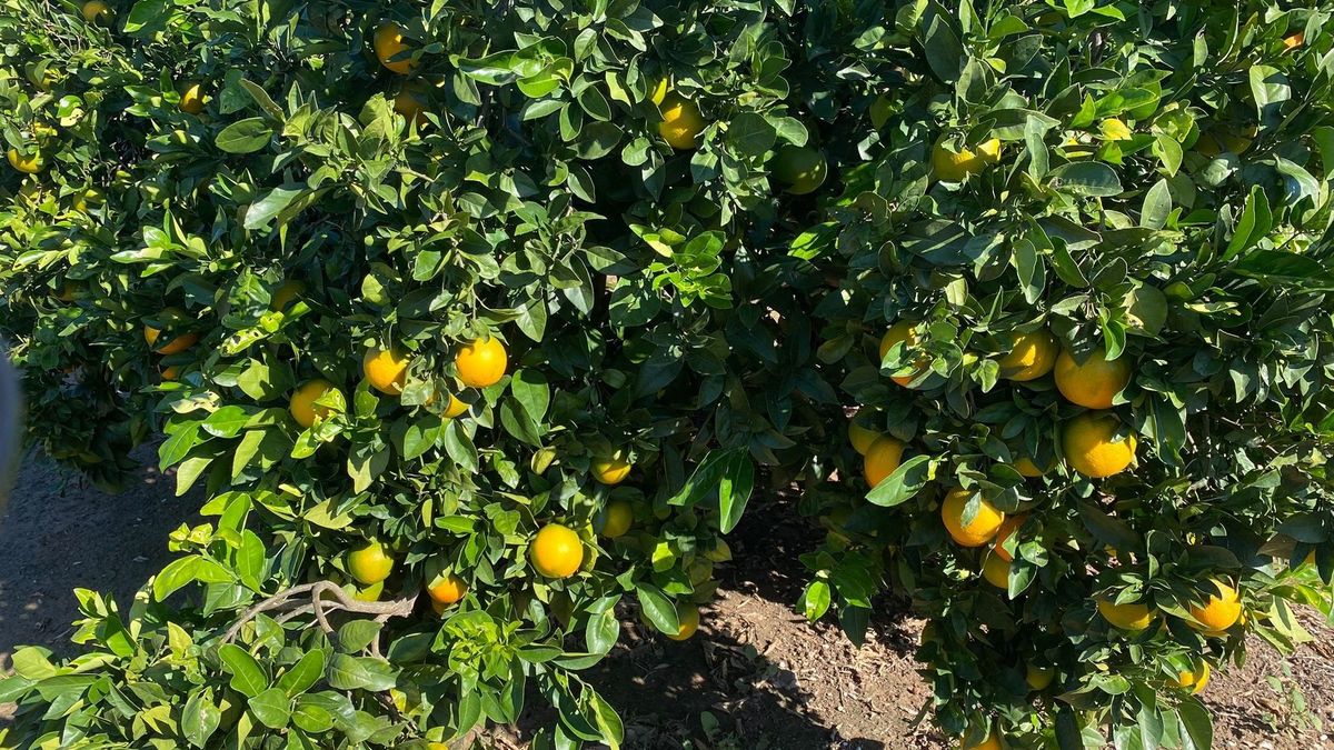 Naranjas Naranjas