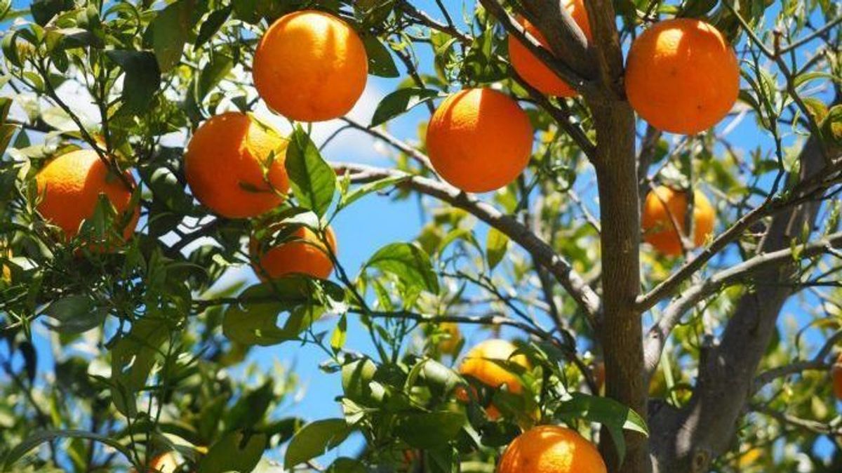 Se suspende temporalmente la huelga de recolectores de cítricos valencianos para "facilitar la negociación" Se suspende temporalmente la huelga de recolectores de cítricos valencianos para "facilitar la negociación"