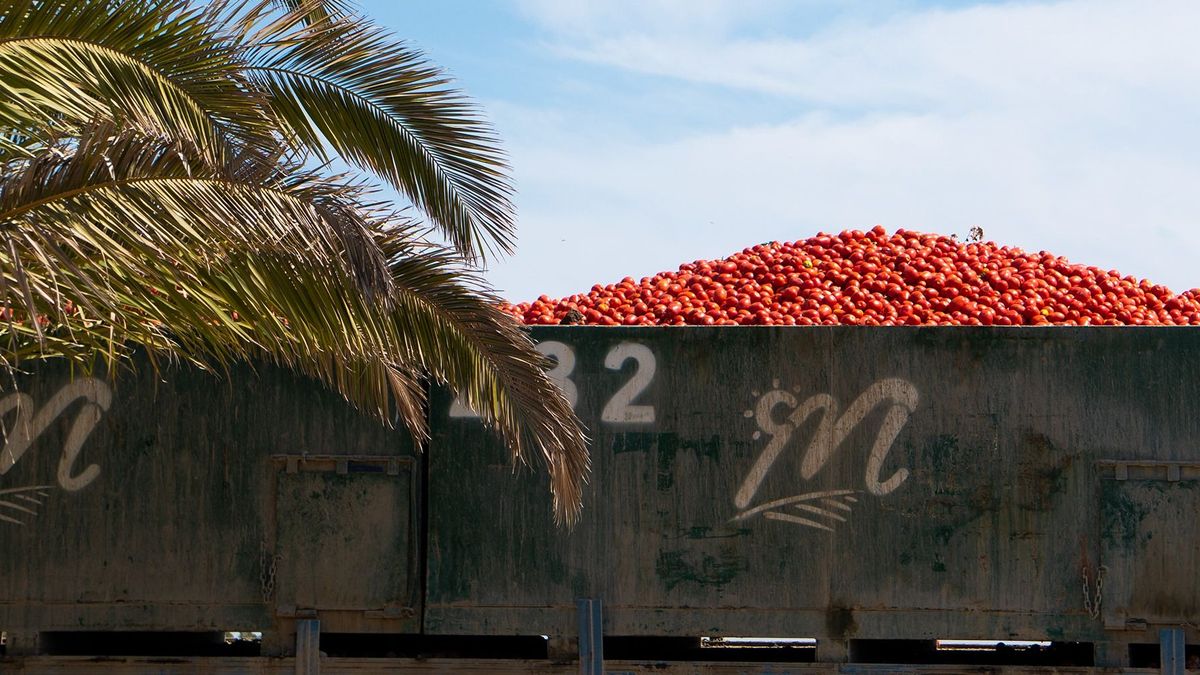 Archivo. Tomates recogidos en la cooperativa de Las Marismas en Lebrija, Sevilla.