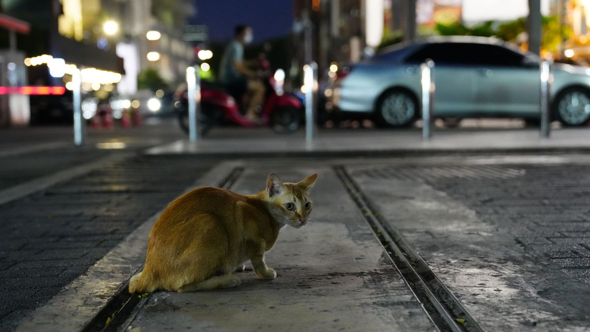 Imagen de archivo de un gato callejero