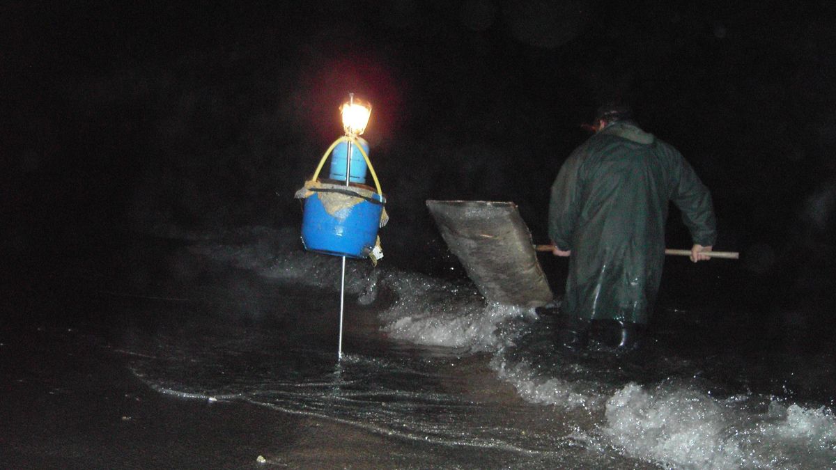 Pesca de la angula Pesca de la angula