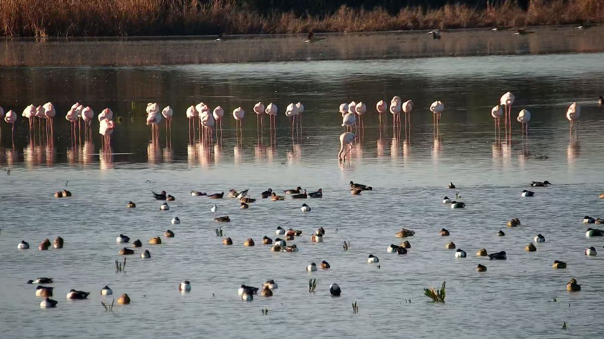 El “deterioro extremo” de Doñana que se queda sin aves