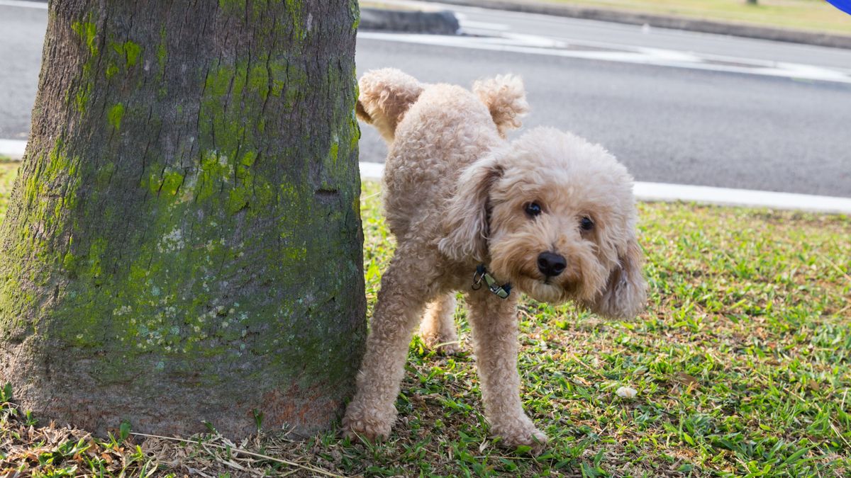 Algunas ciudades sancionan a los dueños de los perros que no limpien las micciones