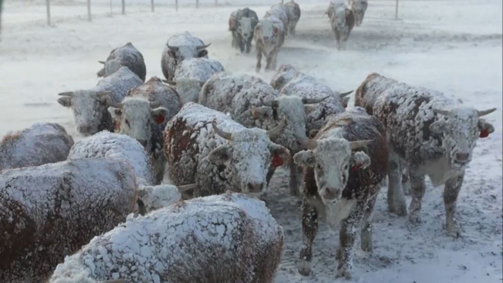 Animales casi congelados por las tormentas de nieve que azotan EEUU
