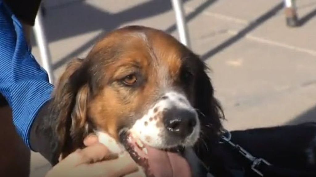 Desfile solidario de perros abandonados en Valencia
