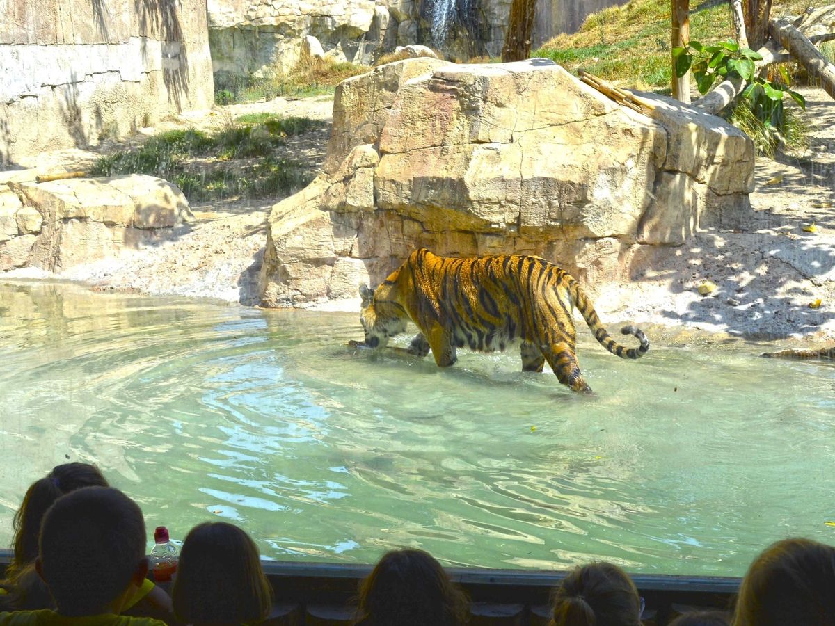 Piden cárcel para tres directivos de Terra Natura de Benidorm por el ataque  mortal de un tigre a una trabajadora - NIUS