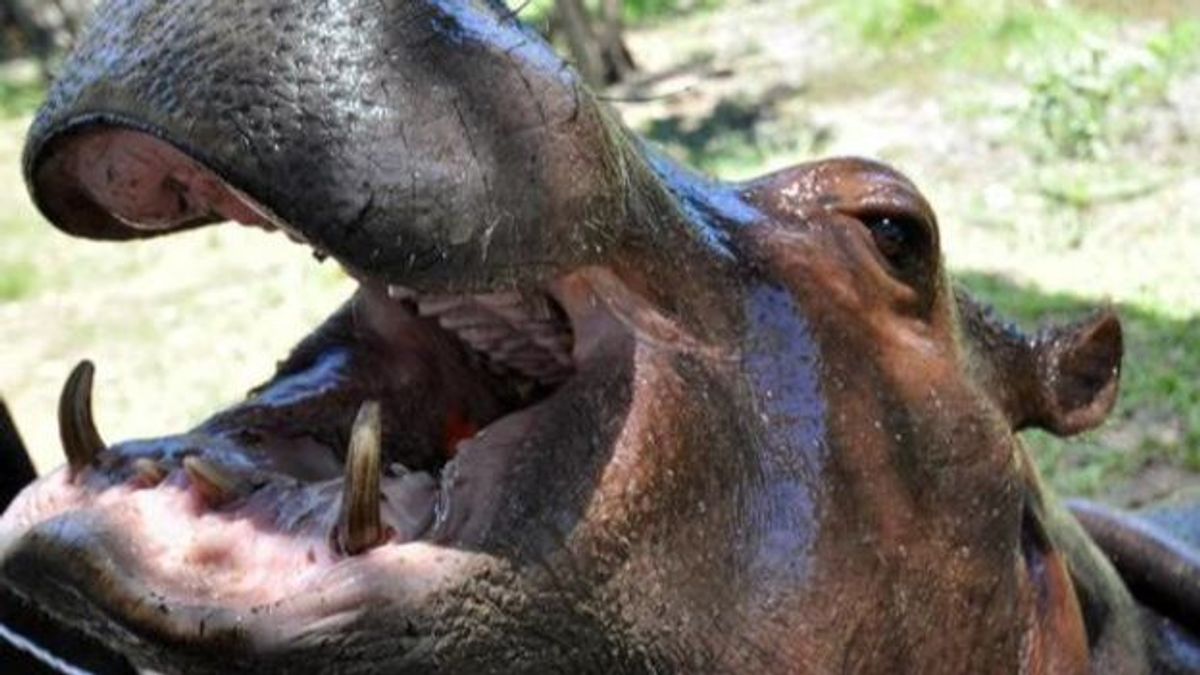 Un hipopótamo africano se traga a un pequeño de dos años con vida y después lo escupe