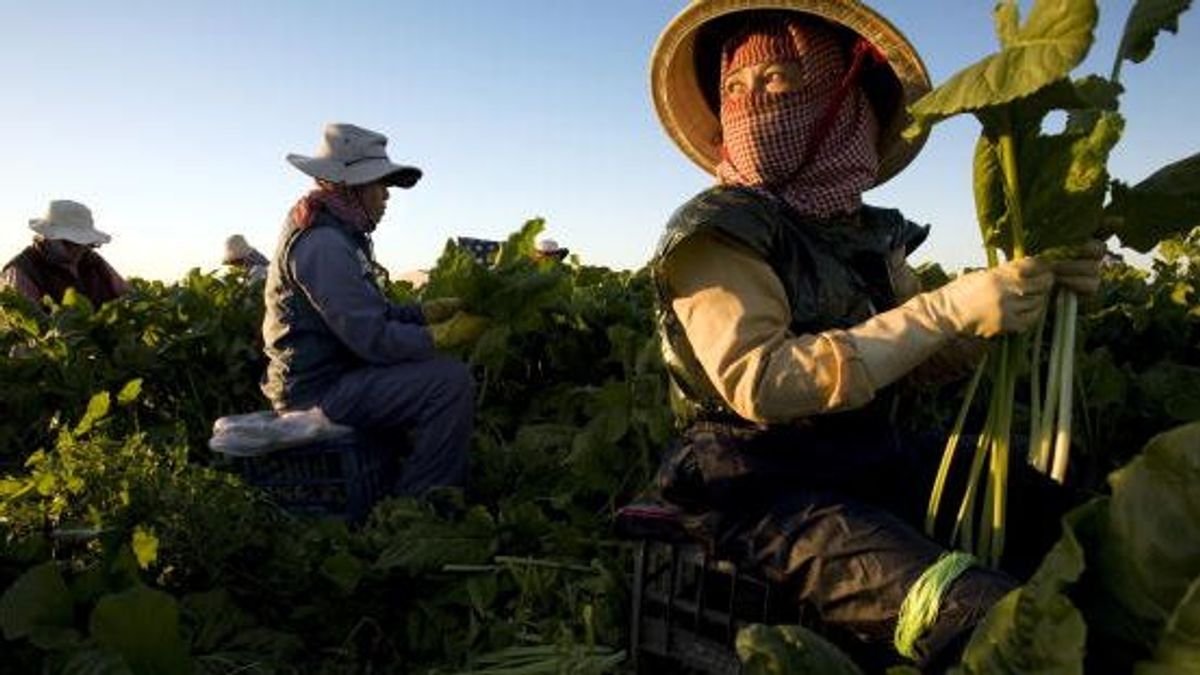 Campo de espinacas en North Adelaide, Australia