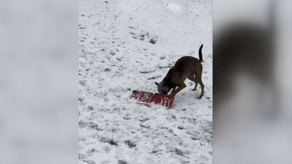 El divertido vídeo de una perra policial recogiendo nieve con una pala