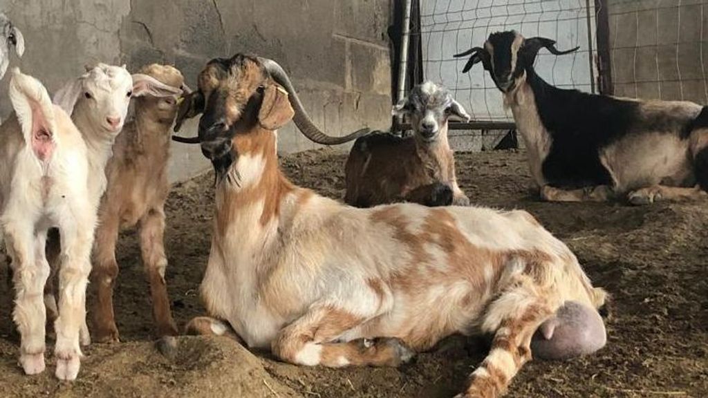 Las Navidades agridulces de Yaiza en La Palma: "He vuelto a empezar gracias a donaciones desinteresadas"