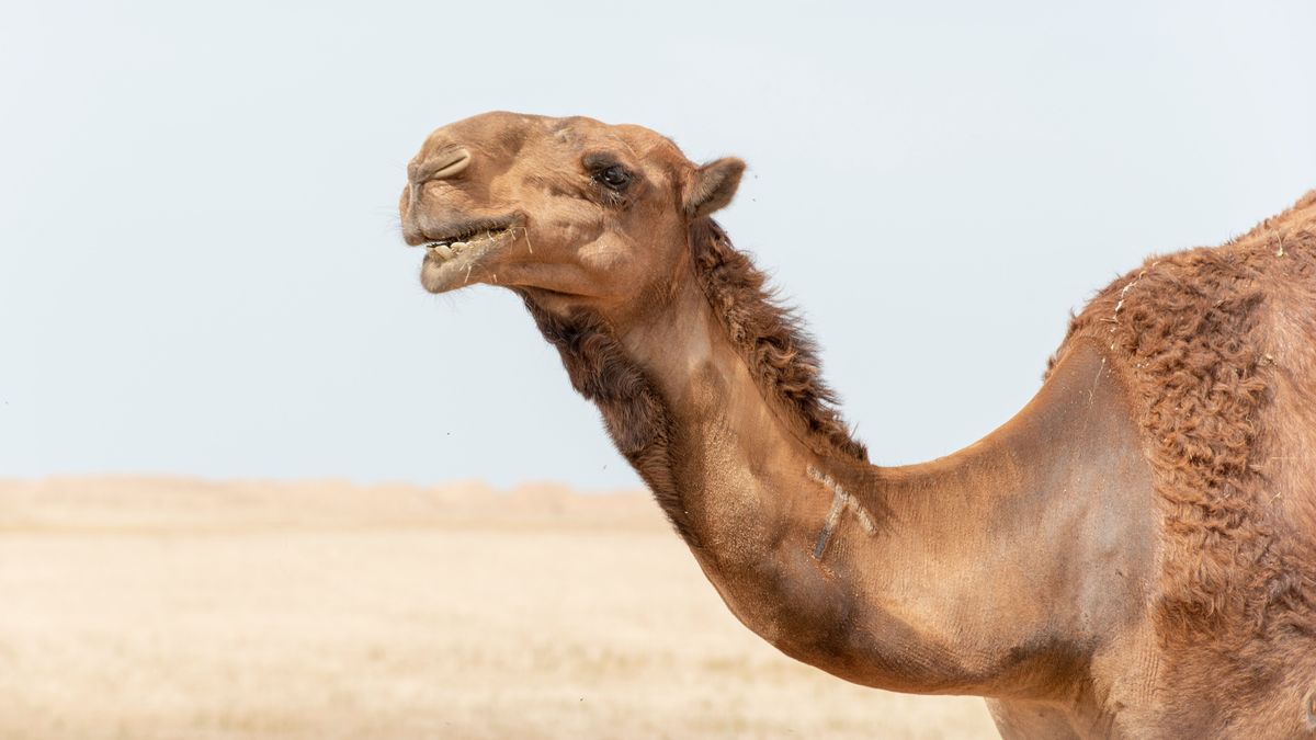 Qué es el virus del camello