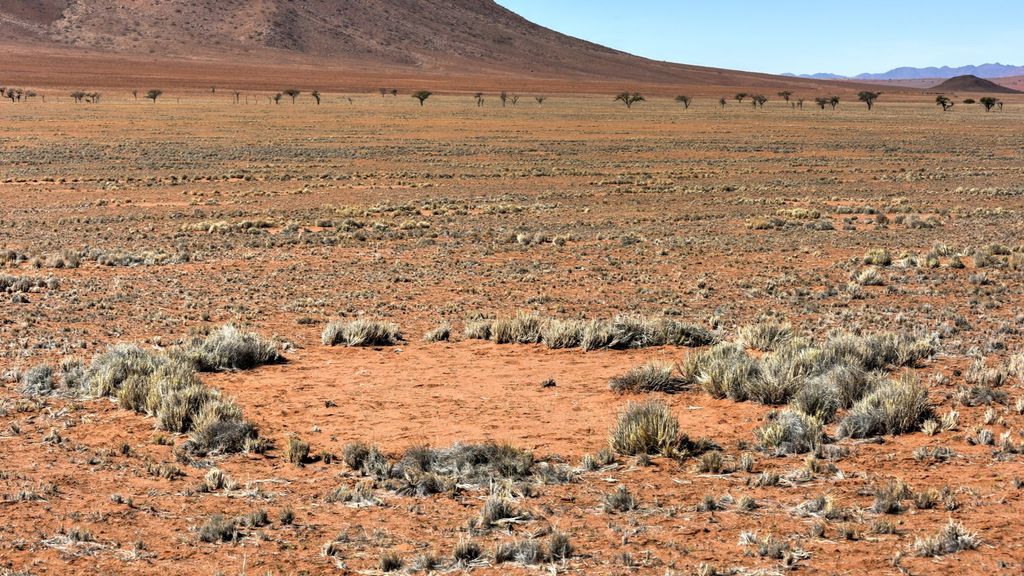 "Círculos de hadas" del desierto