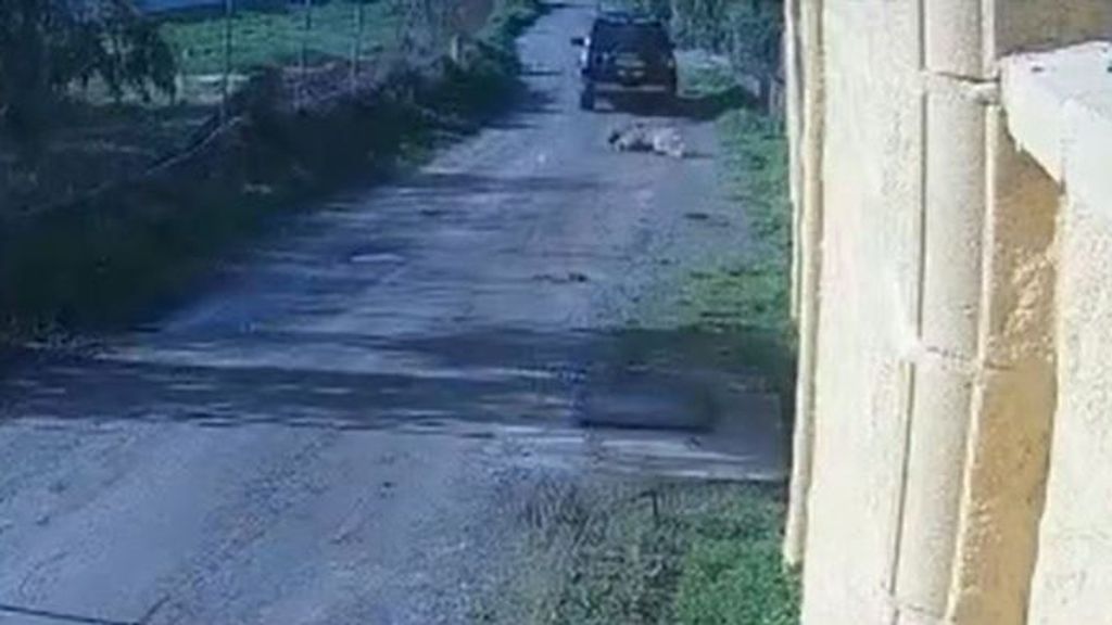 La Policía Local de Chipiona pide disculpas por el atropello mortal de una perra