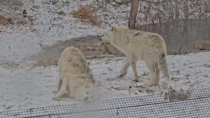 Los lobos árticos del zoológico de Toronto (Canadá) disfrutan con el temporal de frío y nieve