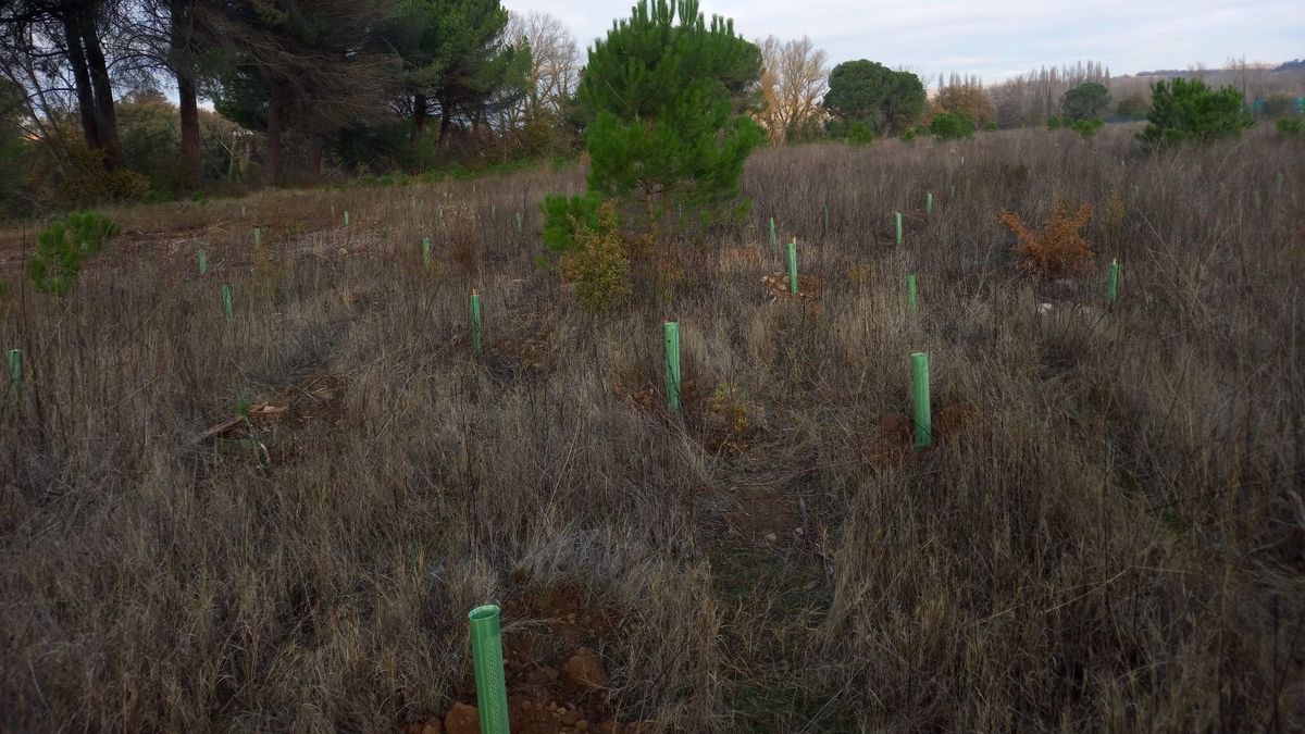 Bosque autóctono