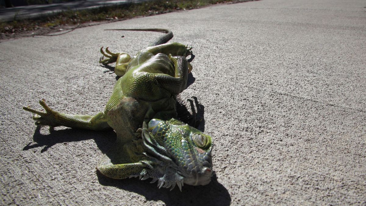 Las iguanas caen de los árboles por el frío extremo en Florida, Estados Unidos