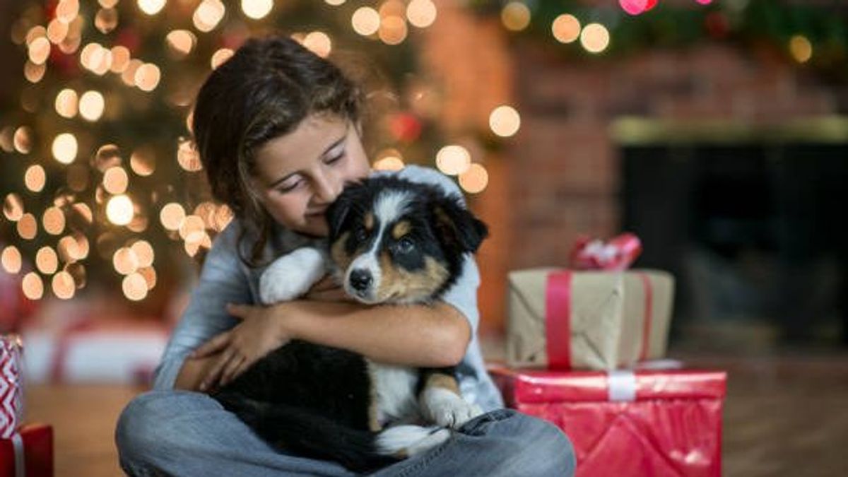 Más de 50.000 perros y gatos podrían llegar a los hogares españoles durante las Navidades Más de 50.000 perros y gatos podrían llegar a los hogares españoles durante las Navidades