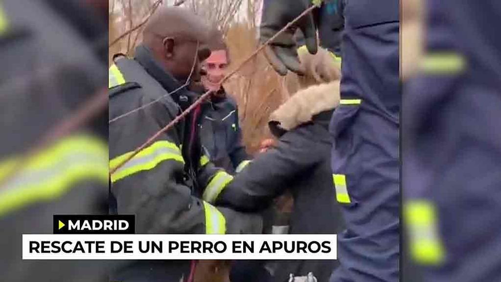 Vídeo viral: El emotivo rescate de un perrito atrapado en un agujero en un parque de Madrid