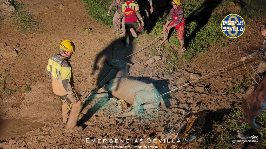 Rescate de un caballo en Sevilla
