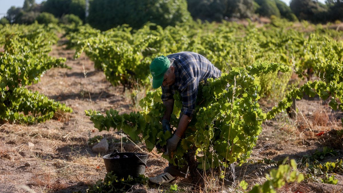 Un trabajador recoge uvas en el campo (Archivo) Un trabajador recoge uvas en el campo (Archivo)
