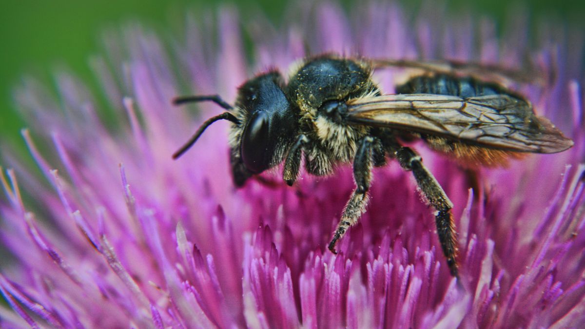 Las abejas silvestres no viven en colonías y compiten en desventaja con las abejas melíferas