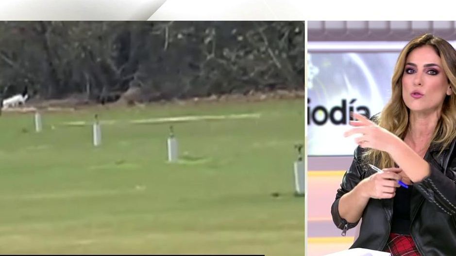 Alerta de felino en Cádiz: puma podría estar suelto en Los Barrios